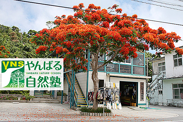 やんばる自然塾 求人募集