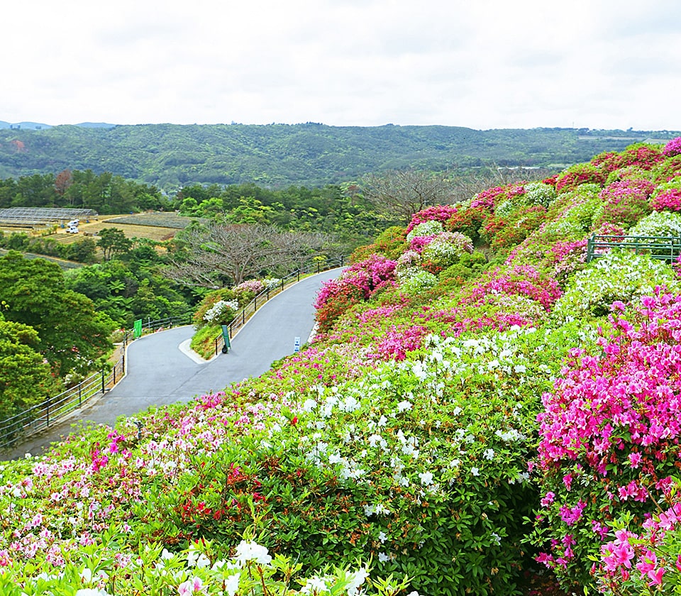 やんばる自然塾 東村