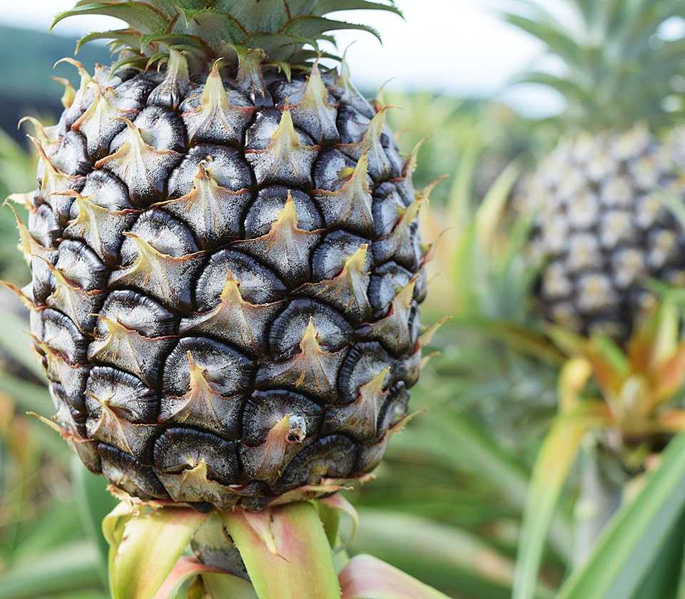 やんばる自然塾 東村パイナップル