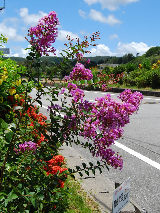 今が旬のお花 サルスベリ 沖縄 体験やんばる自然塾 公式ホームページ