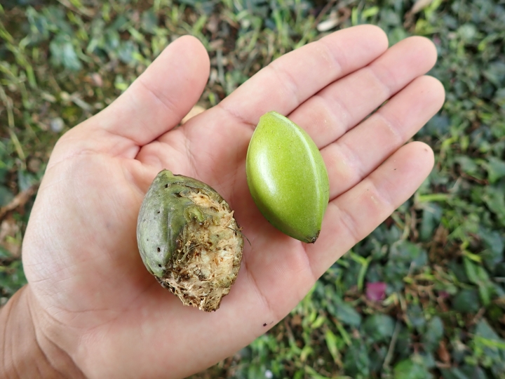 沖縄の身近な生き物（オオコウモリ編）